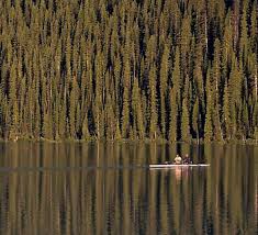 I just see&nbsp;trees